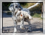 Australian shepherd, Owczarek australijski, Pies